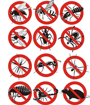 obtener un precio de una empresa de exterminio que puede eliminar las abejas de su hogar o negocio en Iowa y ayudarle a prevenir futuras infestaciones